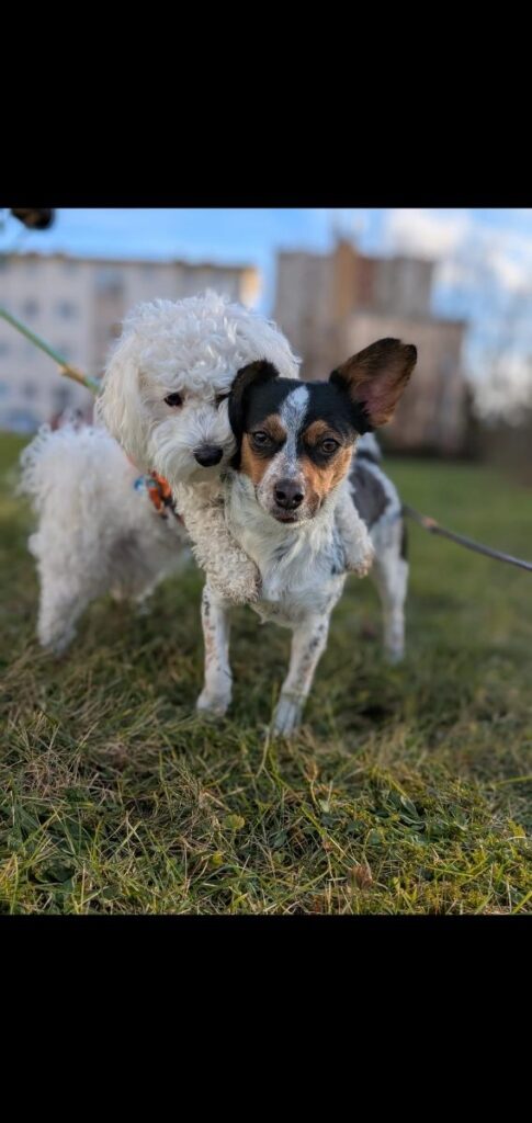 Image #2 from Adrian Richardson